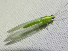 Chrysopodes collaris