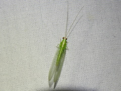 Chrysopodes collaris