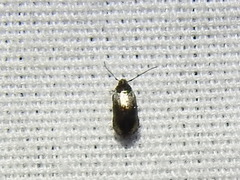 Cyphacma
