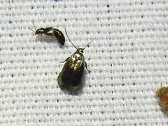 Cyphacma
