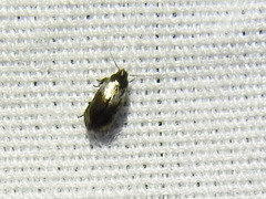 Cyphacma