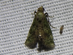 Cacotherapia flexilinealis
