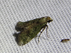 Cacotherapia flexilinealis