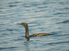 Indian Cormorant photo 5