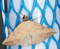 Hemeroplanis floccalis