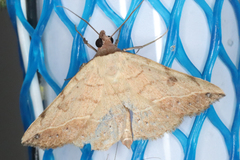 Hemeroplanis floccalis