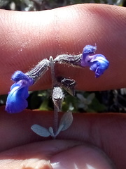 Salvia thymoides