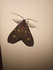 Euclera rubricincta