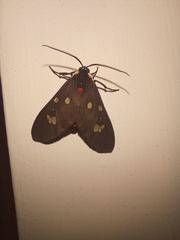 Euclera rubricincta