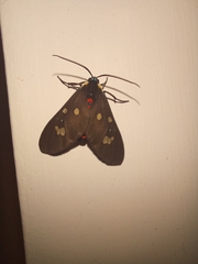 Euclera rubricincta