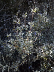 Salvia thymoides
