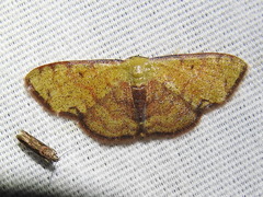 Semaeopus marginata