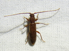 Geropa concolor