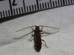 Geropa concolor