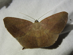 Prochoerodes olivata