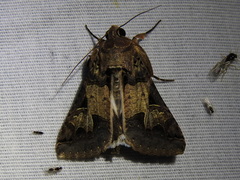 Melipotis agrotoides