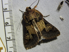 Melipotis agrotoides