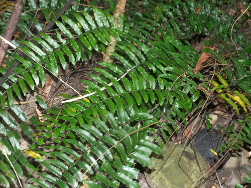 Bolbitis rhizophylla, photograph 3