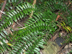 (c) Jacy Chen, some rights reserved (CC BY) Bolbitis rhizophylla, photograph (c) Jacy Chen, some rights reserved (CC BY)