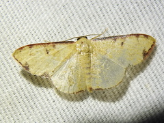 Semaeopus marginata