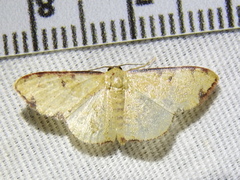 Semaeopus marginata