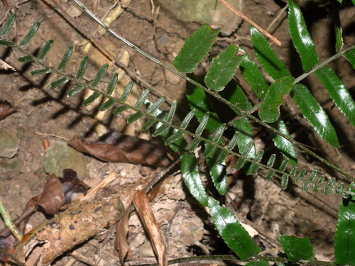 Bolbitis rhizophylla, photograph 4