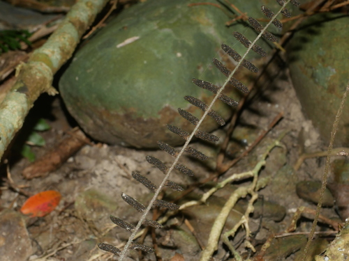 Bolbitis rhizophylla, photograph 5