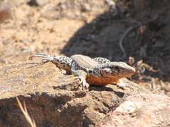 Callopistes maculatus