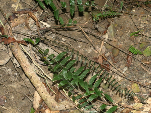 Bolbitis rhizophylla, photograph 6