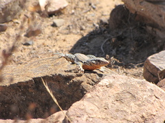 Callopistes maculatus