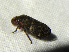 Prosapia simulans