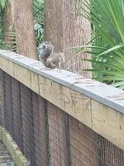 Sciurus carolinensis