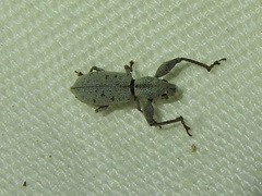 Pandeleteius nodifer