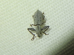 Pandeleteius nodifer