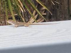 Anolis sagrei