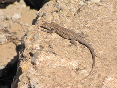 Liolaemus platei