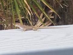 Anolis sagrei