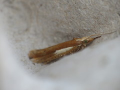 Ypsolopha parenthesella