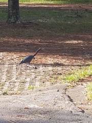 Egretta caerulea