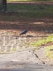 Egretta caerulea