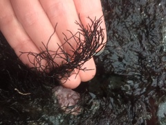 Ahnfeltia fastigiata