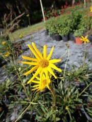 Helianthus carnosus