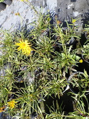Helianthus carnosus
