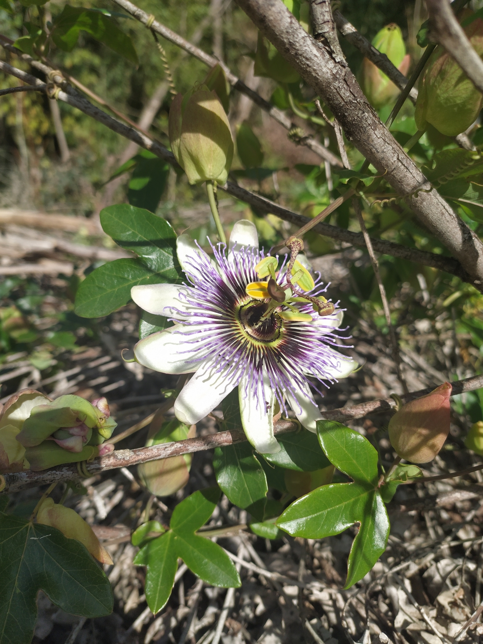 Passiflora caerulea