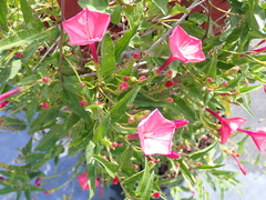 Ipomoea microdactyla