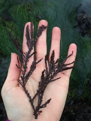 Odonthalia washingtoniensis