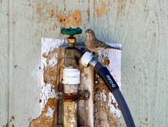 Haemorhous mexicanus