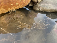 Pseudopterogorgia