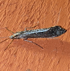 Glyphopsyche irrorata