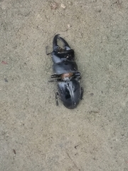 Serrognathus titanus platymelus